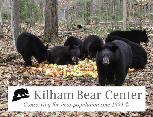 Kilham Bear Center: Rehabilitating the Northeast’s Orphaned Cubs