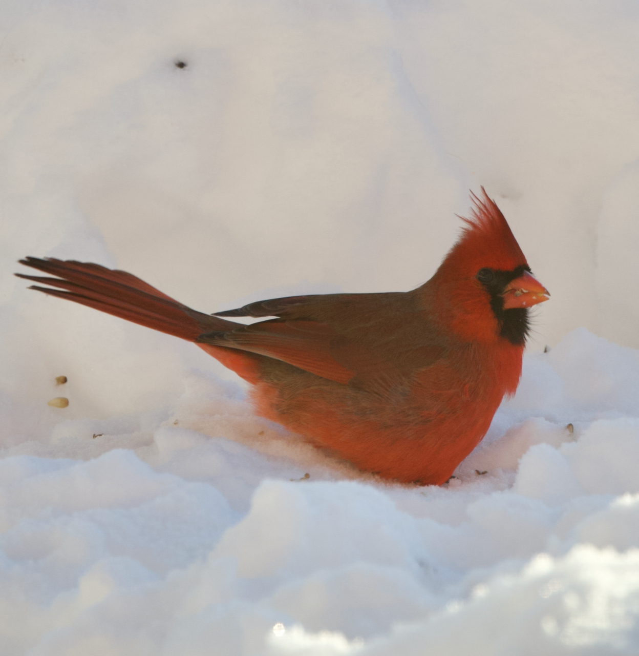 Northern Cardinal, Photo Credit: Northern Woodlands